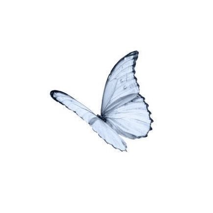 Aesthetic Wallpaper Widget, Butterfly Pastel, American Cottage, Wallpaper Widget, Pastel Butterfly, Pinterest Icon, Blue Butterfly, Blue