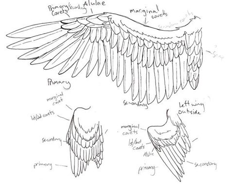 Wings Anatomy, Wing Anatomy, Bird Anatomy, Wings Sketch, Raven Wings, Walpapers Cute, Wings Drawing, Raven Art, Wings Art