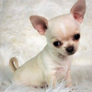 Browse the widest, most trusted source of Chihuahua puppies for sale. Search by desired gender, age, and more at PuppySpot.com. Chiuahaha Puppies, Teacup Chihuahua Puppies For Sale Near Me, Chihuahua Puppies For Sale Near Me, Teacup Puppies For Sale Near Me Cheap, Puppies For Sale Near Me Free, Cute Chihuahua Puppies, Chiwawa Chihuahuas, Fluffy Chihuahua, Chiwawa Puppies