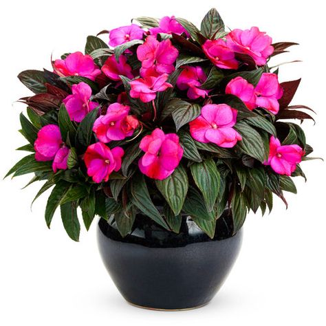 Infinity® Blushing Lilac - New Guinea Impatiens - Impatiens hawkeri | Proven Winners New Guinea Impatiens, Impatiens Plant, Proven Winners Plants, Perennial Shrubs, Proven Winners, Lavender Plant, Landscape Features, New Guinea, Window Box