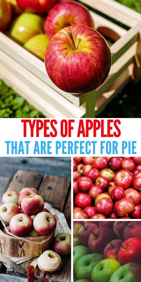 Ultimate Guide To The BEST Apples For Baking This Season Best Apples For Apple Pie Filling, Apples For Baking, Best Apples For Pie, Best Apple For Baking, Best Apples For Pie Baking, Best Baking Apples For Pies, Best Apples For Apple Pie, What Are The Best Apples For Apple Pie, Baking Apples