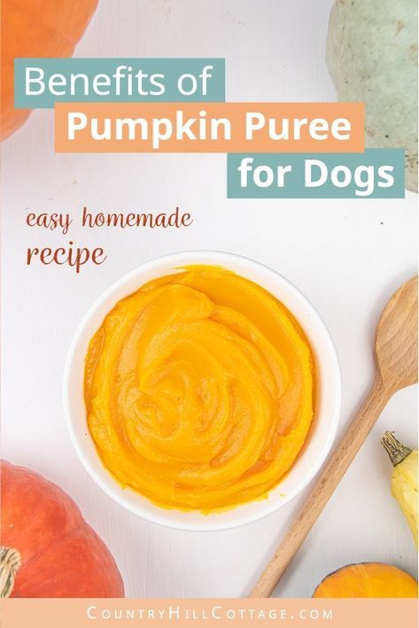 Pumpkin For Dogs, Make Pumpkin Puree, Pureed Pumpkin, Pumpkin Puree Recipes, Frozen Pumpkin, Dog Pumpkin, Healthy Dog Treats Homemade, Homemade Pumpkin Puree, How To Make Pumpkin