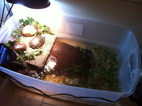 DIY TURTLE HABITAT USING A CLEAR PLASTIC TOTE, DIY LOW COST TURTLE TANK.  http://www.turtleforum.com/forum/upload/index.php?/forums/topic/149024-plastic-tubs-as-tanks/ Turtle Tub, Aquatic Turtle Habitat, Pet Turtle Care, Red Ear Turtle, Turtle Tank Setup, Tortoise Cage, Turtle Enclosure, Turtle Terrarium, Red Eared Slider Turtle