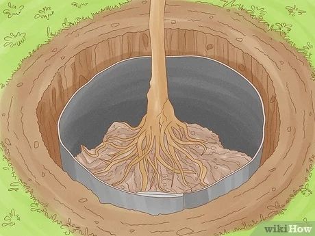 How to Limit Fruit Tree Growth Using a Root Barrier Root Barrier, Loquat Tree, Fruit Tree Garden, Fruit Bearing Trees, Tree Growth, Tree Root, Dust Bowl, Tree Garden, Root System