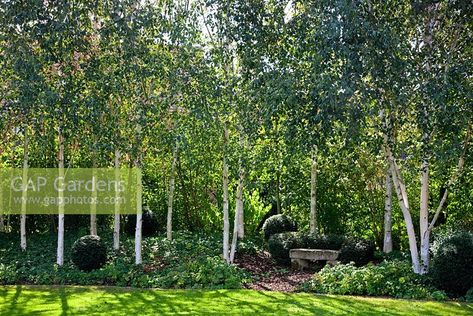 Front yard planting inspiration - copse of Birch softly under-planted. Buxus Balls, Betula Utilis, Understory Plants, Birch Trees Landscaping, Taxus Baccata, Woodland Plants, Hedera Helix, Sustainable Landscaping, Stone Bench