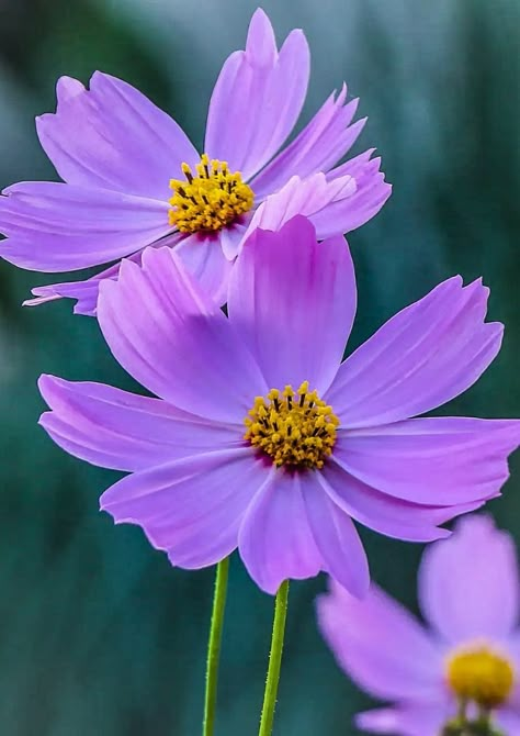 Individual Flowers, Flowers Reference Photo, Kosmos Flowers, Purple Flower Photography, Purple Cosmos Flower, Pretty Flowers Photography, Cosmos Flowers, Special Flowers, Nature Plants