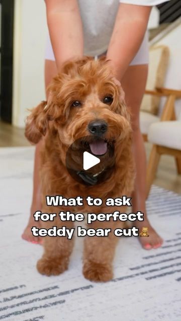 Utah Goldendoodles on Instagram: "What to ask your groomers for the perfect teddy bear cut!🧸✨✂️ #dogsofinstagram #goldendoodle #teddybearcut #groomers" Goldendoodle Face Trim, Teddy Bear Haircut Goldendoodle, Teddy Bear Cut Goldendoodle, Teddy Bear Goldendoodle, Goldendoodle Haircuts, Red Goldendoodle, Goldendoodle Grooming, Golden Doodles, Mini Goldendoodle