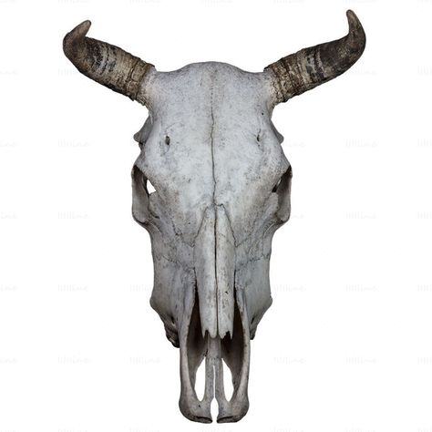 Skull Transparent, Cattle Skull, Skull Png, Transparent Png