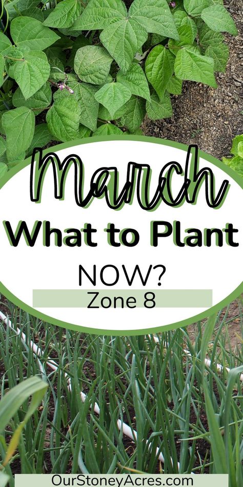 Nc Gardening Guide, Planting Zone 8b Vegetable Garden, Planting Calendar For Zone 8, Zone 8 And 9 Landscaping, Zone 8 Garden Plans, Zone 8b Planting Schedule Vegetables, Zone 8 Flower Planting Schedule, 8b Zone Gardening, 8b Gardening Zone Plants