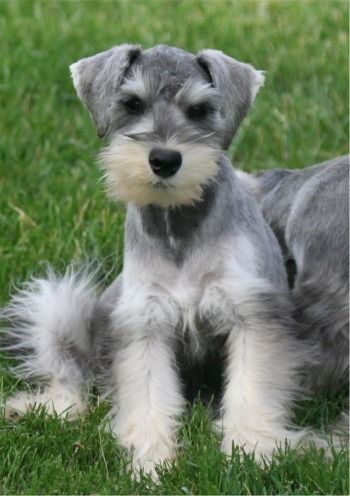 Mini schnauzer such a sweet looking little mini Puppy Breath, Schnauzer Puppies, Mini Schnauzers, Miniature Schnauzer Puppies, Schnauzer Puppy, Breed Dogs, Schnauzer Dogs, Grey Dog, Mini Schnauzer