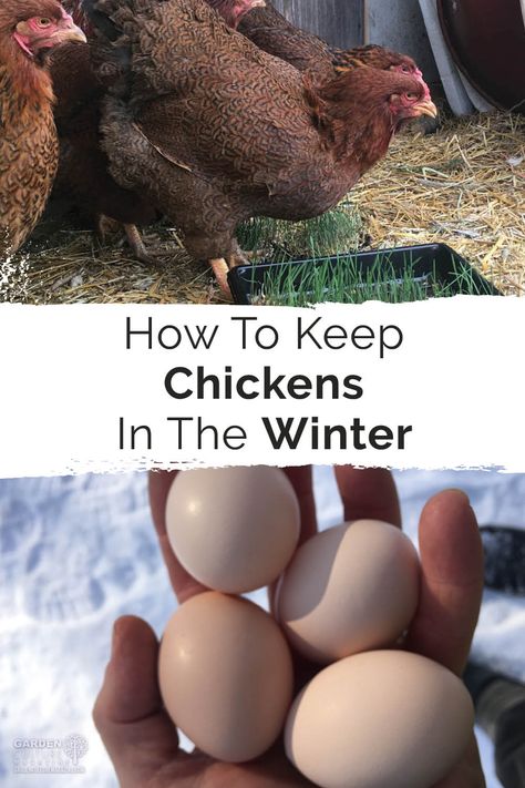 How do you keep ten hens and a rooster warm throughout the winter? Easy! Regan Moran offers tips on structure, bedding, and special treats to keep them happy. Easter Egger Chicken, Easter Eggers, Chicken Health, Laying Hens, Raising Backyard Chickens, Backyard Poultry, Keeping Chickens, Free Range Chickens, Backyard Farming