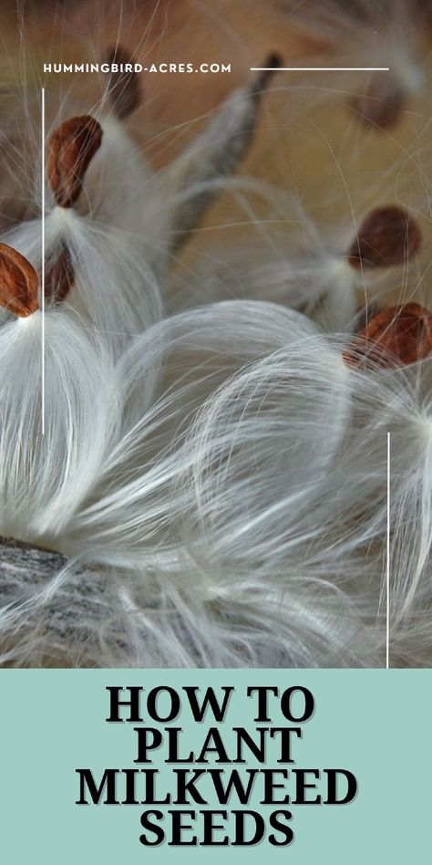 Planting Milkweed, Asclepias Incarnata, Milkweed Seeds, Milkweed Plant, Swamp Milkweed, Asclepias Tuberosa, Hummingbird Flowers, Monarch Butterflies, Pollinator Garden