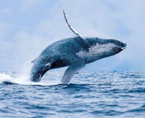 Whale Jumping, Whale Canvas, Save The Whales, A Whale, Large Canvas Wall Art, Humpback Whale, Blue Whale, Whale Watching, Reykjavik