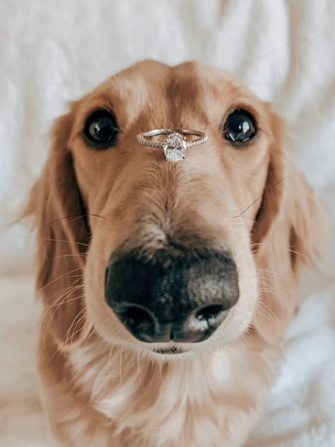 Engagement ring is placed on the snout of a mini dachshund dog Engagement Selfie Ideas, Golden Retriever Proposal, Dog Proposal Ideas, Engagement Photos Poses With Dog, Puppy Engagement Pictures, Engagement Photos Ideas With Dog, Proposal Pictures With Dog, Simple Proposal Ideas At Home, Engagement Pictures With Dog