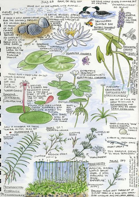 Nature Study Drawing Sketch, Plant Journal Aesthetic, Botany Journal Ideas, Botanist Journal, Botanical Journal Pages, Nature Journal Ideas, Sketch Nature, Nature Sketchbook, Botanical Sketchbook Nature Journal