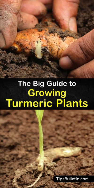 Turmeric Growing, Growing Turmeric, Grow Turmeric, Turmeric Plant, Kitchen Gardens, Fruit Bushes, Vegetable Benefits, Diy Herb Garden, Turmeric Recipes