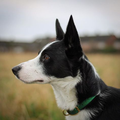 Dog Refrences Photos, Border Collie Reference, Animal Side Profile, Dog Reference Photo, Dog Side Profile, Dog Side View, Beautiful Side Profile, Mask Reference, Border Collie Pictures