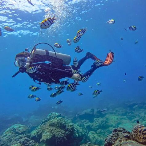 Follow me if you're a Scuba diver ❤️ #scubapro #scubadivingmag #scubadivers #scuba #scubadiving #scubadiverslife Diving Videos, Inktober 2024, Scuba Dive, Swimming Diving, Marine Biology, Scuba Diver, Scuba Diving, Diver, Snorkeling