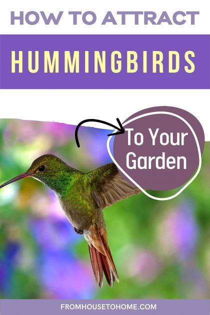 How To Attract Hummingbirds To Your Garden | Want to attract hummingbirds to your garden? Find out how to provide food, water and shelter that will get these pretty birds to visit your yard. | Gardening Tips Homemade Hummingbird Nectar, Hummingbird Symbolism, Diy Hummingbird Feeder, Attracting Hummingbirds, Red Hummingbird, Backyard Birds Sanctuary, Perennials Flowers, Hummingbird Food, Bee Ideas