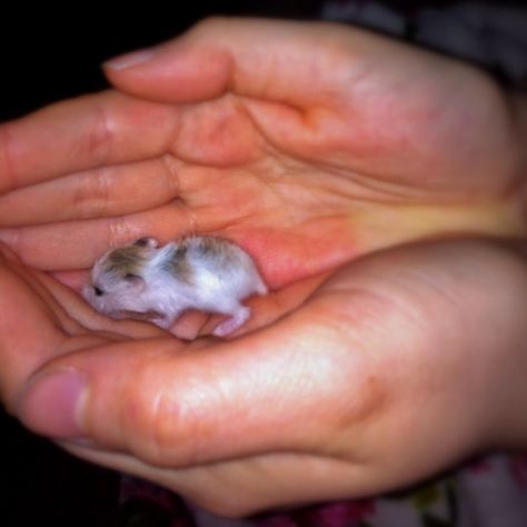 Baby hamster! GAHHH! It's so tiny!!! Hamster Pics, Baby Hamster, Cute Small Animals, Baby Animals Pictures, Cute Hamsters, Super Cute Animals, Baby Animals Funny, Cute Animal Photos