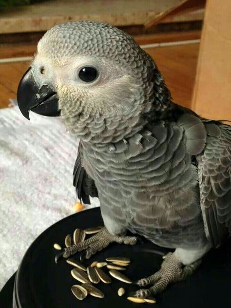 Baby African Greys are the cutest baby birds ever. 🥰 #parrots Gray Parrot, Senegal Parrot, Beautiful Parrots, Parrot Pet, Sun Conure, Grey Parrot, Birds Parrots, Funny Parrots, African Grey Parrot