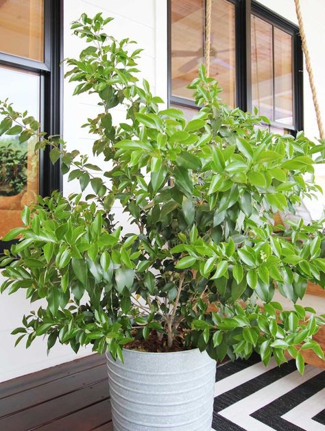 8 Best Shrubs and Trees for Containers - Plank and Pillow Trees For Containers, Shrubs For Containers, Potted Trees Patio, Evergreen Potted Plants, Big Potted Plants, Plank And Pillow, Plants For Planters, Front Porch Flower Pots, Potted Plants Patio