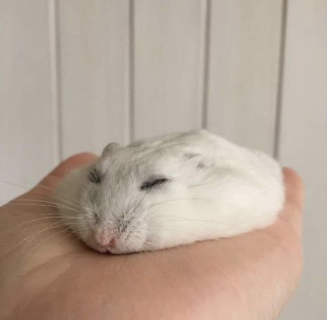 White Hamster, Wall, White