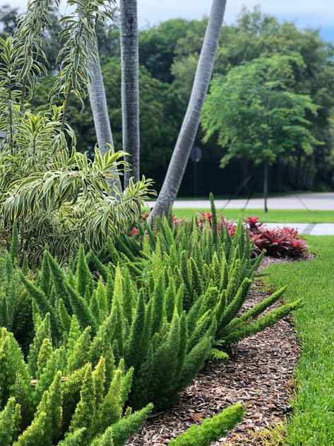 Song Of India Plant Landscaping, Foxtail Fern Landscaping, Foxtail Fern, Exterior Ideas, Landscape Ideas, Contemporary Landscape, Find Beauty, Yard Landscaping, Plant Life