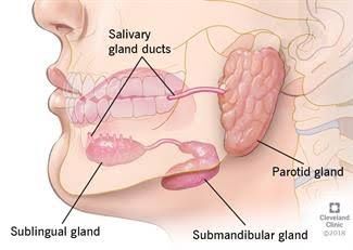 Swellings in the angle of Mandible, Floor of Mouth & Palate – Dentowesome Salivary Gland Infection, Salivary Gland Stone, Salivary Glands, Parotid Gland, Autoimmune Disorders, Human Body Organs, Rare Disorders, Sjogrens Syndrome, Salivary Gland