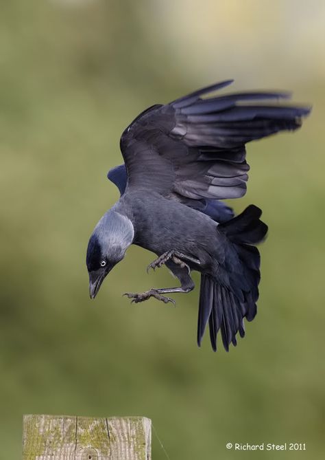 Crow Family, Bird Habitat, Best Cameras, Raven Bird, Jackdaw, Raven Art, Crows Ravens, The Crow, Bird Pictures