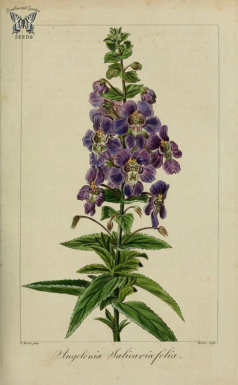 Willowleaf angelon (Angelonia salicariifolia). Herbier général de l’amateur, vol. 8 (1817-1827) [P. Bessa] Angelonia Flower, Botany Prints, Nature Packaging, Plant Posters, Flower Drawing Tutorials, Plant Book, Illustration Botanique, Botanical Artwork, Vintage Botanical Prints