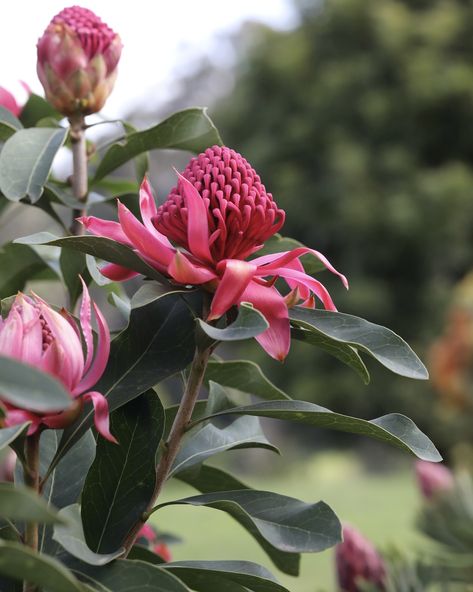 Waratah Flower, Protea Flower, Australian Native Flowers, Native Flowers, Shady Lady, Native Garden, Australian Native, Spring Blooms, Cut Flowers