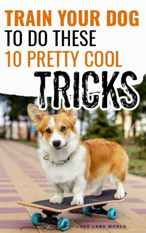 Dog Tricks Easy, Cavapoo Puppy, Cool Tricks, Dog Tricks, Easiest Dogs To Train, Basic Dog Training, Dog Training Advice, Pet Ideas, Dog List