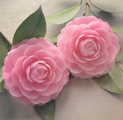 Pink Camelia, Angel Plant, Camelia Flower, Birthday Wishes Flowers, Camellia Japonica, Beautiful Flowers Photography, Camellia Flower, Flowers Gif, Dahlia Flower