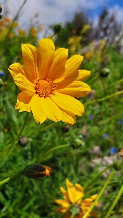 #flor #amarilla #naturaleza #enfoque #primavera #fondodepantalla Primavera Aesthetic, Radiant Energy, Yellow Aesthetic, Adele, Natural World, Yellow Flowers, Aesthetic Wallpapers, Aura, Mood Board