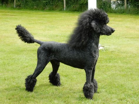 Poodle Mullet, Puppy Pampering, Poodle Styles, Poodle Hairstyles, Dog Hairstyles, Standard Poodle Grooming, Standard Poodle Haircuts, Poodle Haircuts, Small Poodle