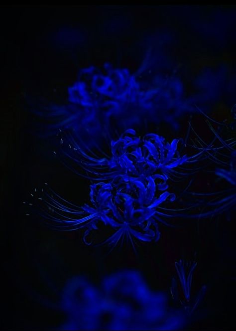 Blue Spider Lily Drawing, Blue Spider Lily Wallpaper Aesthetic, Spider Lily Anime Wallpaper, Blue Spider Lily Wallpaper, Blue Spider Lily, Purple Spider Lily Wallpaper, Glowing Blue Flower, Red Spider Lily, Lily Wallpaper