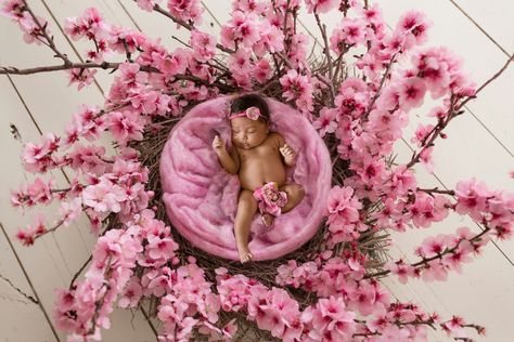 Newborn Baby Photos, Decorations Party, Newborn Baby Photography, Balloon Decorations Party, Studio Photo, Newborn Pictures, Baby Photoshoot, Newborn Photos, Balloon Decorations