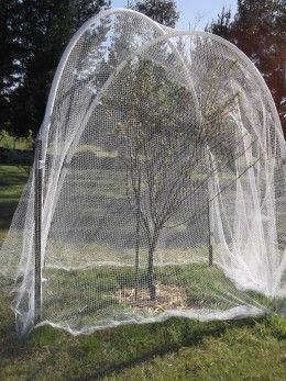 Last year, cockatoos ate every one of the peaches on this tree. This year, I left in uncovered while blossoming, but covered it with bird netting at the first sign of fruit. Livestock Fence, Growing Fruit Trees, Bird Netting, Garden Netting, Garden Pest Control, Meteor Garden 2018, Fruit Flowers, Veg Garden, Garden Route