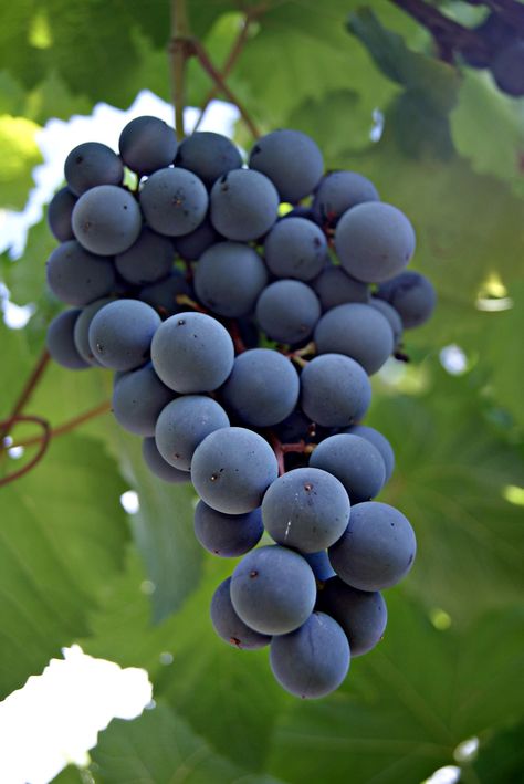 Grapes Photography, Grape Leaves Aesthetic, Grapes Purple, Grape Leaves Photography, Green Grapes Photography, Grape Harvest Photography, Wine Grapes, Black Grapes, Oil Pastel Art