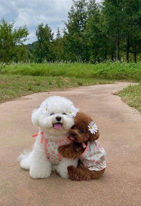 Cute Fluffy Dogs, Very Cute Puppies, Cute Small Animals, Cute Animals Puppies, Very Cute Dogs, Really Cute Dogs, Super Cute Animals, Fluffy Dogs