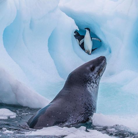 Leopard Seal, Adelie Penguin, Fierce Animals, Not Aesthetic, Animal Activism, Polar Animals, Marine Ecosystem, Marine Mammals, Sea Lion