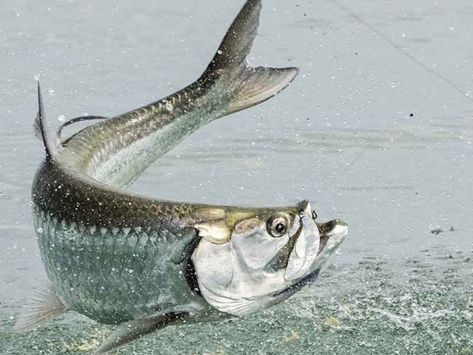 Tarpon Fish, Coastal Boutique, Tarpon Fishing, Sport Art, Painting Inspiration, Art Ideas, Florida, Fish, Boutique