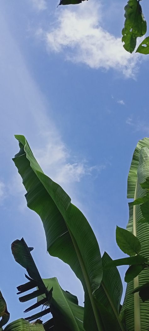 Plant Leaves, Plants