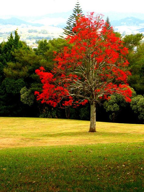 Illawarra Flame Tree (Brachychiton acerifolius?) I love these trees, they look so amazing when there are 8 or 10 of them.  They take a while to grow though. Look great with purple Jacarandas too. Drought Tolerant Trees, Australian Trees, Australian Natives, Australian Native Garden, Jacaranda Tree, Flame Tree, Australian Flowers, Australian Native Flowers, Australian Plants