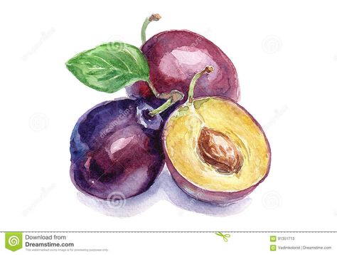 Watercolor Tomatoes, Plum Art, Fruit Vector, Apple Art, Watercolor Food, Flower Pot Crafts, Watercolor Fruit, Free Vector Art, Bottle Design