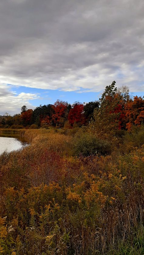 Fall trees ontario canada Ontario Aesthetic, Cryptid Club, Dundas Ontario, Fall Trees, Youre Crazy, Autumn Activities, Autumn Aesthetic, Autumn Trees, Ontario Canada