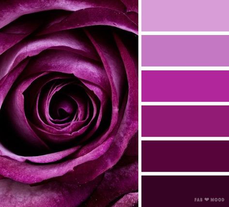 Purple rose color scheme,Shades of dark puprle color palette ,color scheme ,color palette - Looking for color inspiration? At fab mood you will find 1000s of beautiful color palette, color palette inspired by nature,landscape ,food ,season Color Pallets Purple, Rose Color Scheme, Color Palette Purple, Rose Color Palette, Wedding Color Schemes Purple, Fab Mood, Themes Wedding, Purple Color Schemes, Purple Color Palettes