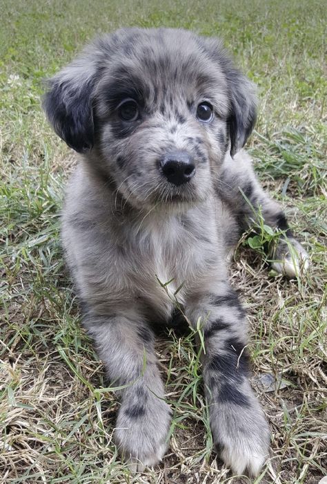 Mixed Dogs Breeds, Golden Retriever Mixed With Aussie, Borzoi Dog Drawing, Black Borzoi, Australian Retriever, Mixed Puppies, Dog Reference, Borzoi Dog, Cute Dogs Images