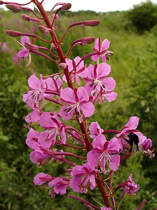 Rosebay willowherb/fireweed - (Chamerion augustifolium). It was voted the County flower of London in 2002. Rosebay Willowherb, Scottish Wild Flowers, Fox Glove Flower, Flora And Fauna Drawing, Willow Herb, British Wildflowers, British Wildflowers Illustration, Sloping Garden, Wild Irish Rose